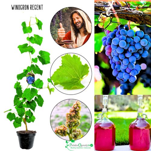 Winogron Regent wysoka odporność KRZEW 60-90 cm