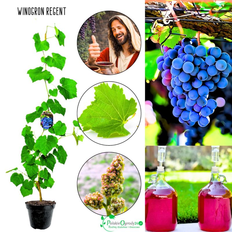 Winogron Regent wysoka odporność KRZEW 60-90 cm