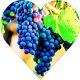 Winogron Leon Millot ciemne na wino KRZEW 60-90 cm
