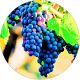 Winogron Leon Millot winogrona na wino KRZEW 25-50 cm