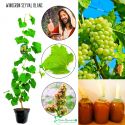 Winogron Seyval Blanc na wino i do ogrodu KRZEW 25-50 cm