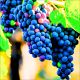Winogron Leon Millot winogrona na wino KRZEW 25-50 cm