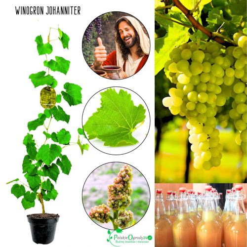 Winogron Johanniter jasne winogrona KRZEW 25-50 cm
