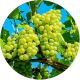 Winogron Seyval Blanc jasna odmiana KRZEW 60-90 cm