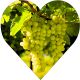 Winogron Johanniter na wino KRZEW 60-90 cm