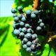 Winogron Rondo winogrona na wino KRZEW 25-50 cm