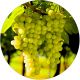 Winogron Johanniter na wino KRZEW 60-90 cm