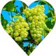 Winogron Seyval Blanc jasna odmiana KRZEW 60-90 cm
