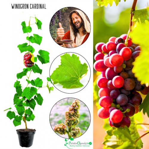 Winogron Cardinal deserowa odmiana KRZEW 25-50 cm