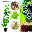 Winogron Rondo winogrona na wino KRZEW 25-50 cm