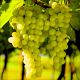 Winogron Johanniter na wino KRZEW 60-90 cm