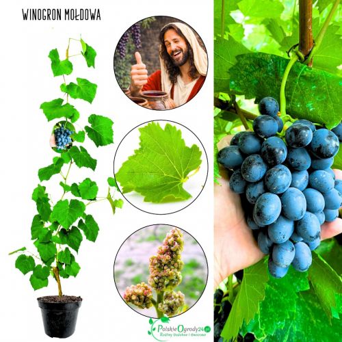Winogron Mołdowa odmiana deserowa KRZEW 25-50 cm