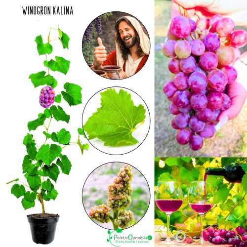 Winogron Kalina winogrona deserowe KRZEW 60-90 cm