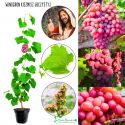 Winogron Kiszmisz Łuczystyj słodka winorośl KRZEW 25-50 cm