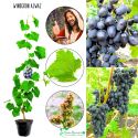 Winogron Ajwaz wczesna winorośl KRZEW 25-50 cm