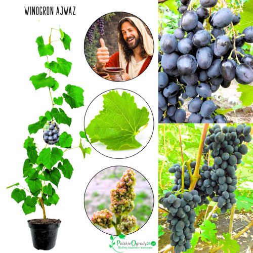 Winogron Ajwaz o dużych gronach KRZEW 60-90 cm
