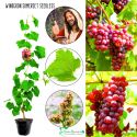 Winogron Somerset Seedless bezpestkowy KRZEW 25-50 cm