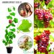 Winogron Somerset Seedless bezpestkowy KRZEW 25-50 cm