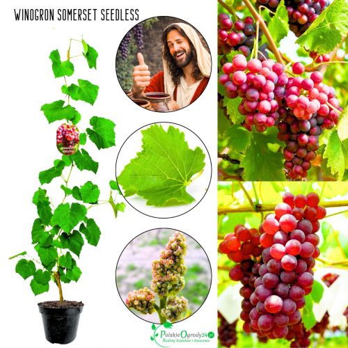 Winogron Somerset Seedless bezpestkowe KRZEW 60-90 cm