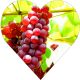 Winogron Somerset Seedless bezpestkowe KRZEW 60-90 cm