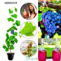Winogron Regent winogrona na wino odporne KRZEW 25-50 cm