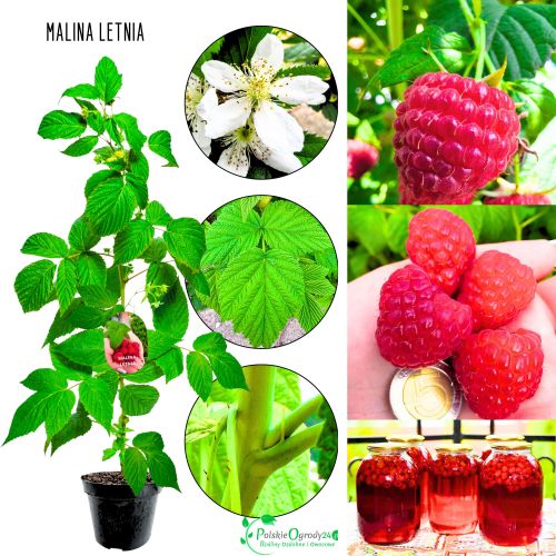 Malina Letnia czerwona obfite owocowanie KRZEW 15-30 cm