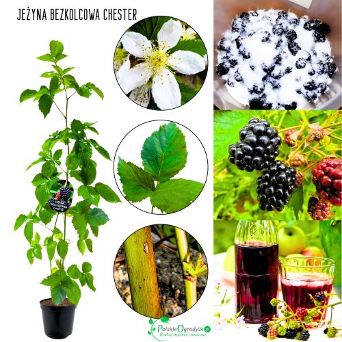 Jeżyna Bezkolcowa Chester jędrne owoce 15-25 cm