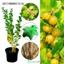 Agrest Hinnonmaki Yellow żółty deserowy KRZEW 15-30 cm