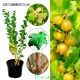 Agrest Hinnonmaki Yellow żółty deserowy KRZEW 15-30 cm