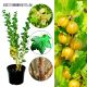 Agrest Hinnonmaki Yellow żółty deserowy KRZEW 15-30 cm