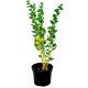Agrest żółty deserowy mrozoodporny KRZEW 15-30 cm