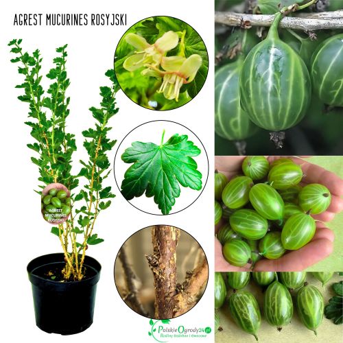 Agrest Mucurines rosyjski zielony KRZEW 15-30 cm