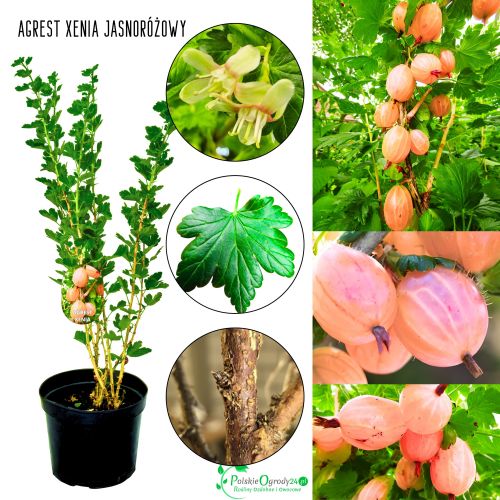 Agrest Xenia jasnoróżowy deserowy KRZEW 15-30 cm