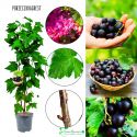 Porzeczkoagrest sadzonka owocowa KRZEW 25-40 cm