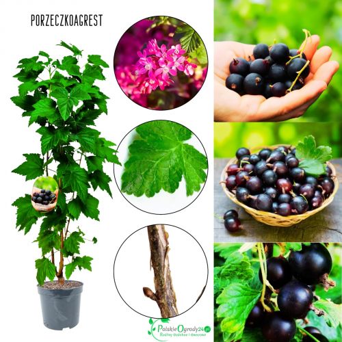 Porzeczkoagrest duży plon owoców KRZEW 50-90 cm