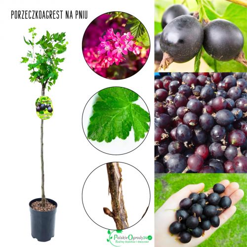 Porzeczkoagrest sadzonka drzewka Na PNIU 80-120 cm