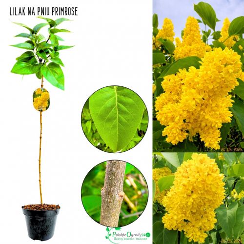 Lilak Primrose jasne kwiatostany NA PNIU 50-90 cm