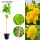 Lilak Primrose jasne kwiatostany NA PNIU 50-90 cm