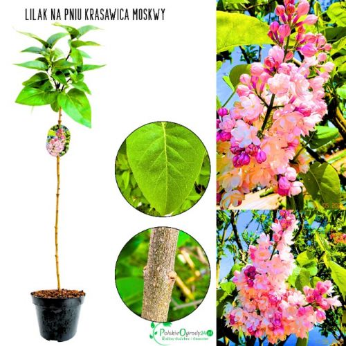 Lilak Krasawica Moskwy różowe kwiaty NA PNIU 50-90 cm