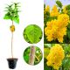 Lilak Primrose jasne kwiatostany NA PNIU 50-90 cm