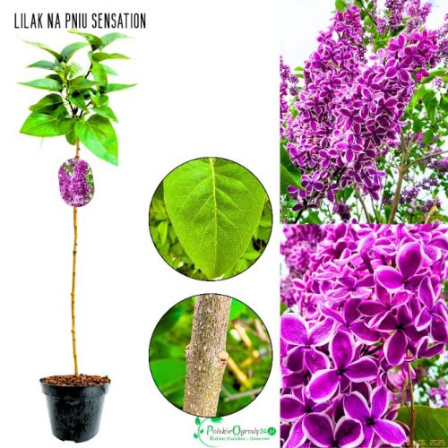 Lilak Sensation biało-fioletowe kwiaty NA PNIU 50-90 cm