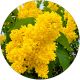 Lilak Primrose jasne kwiatostany NA PNIU 50-90 cm