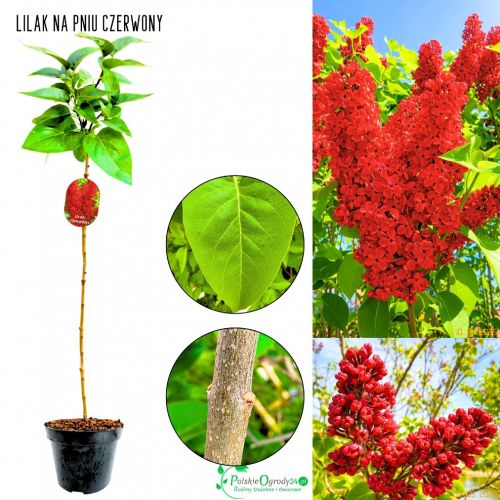 Lilak Czerwony wyraziste drzewko NA PNIU 50-90 cm