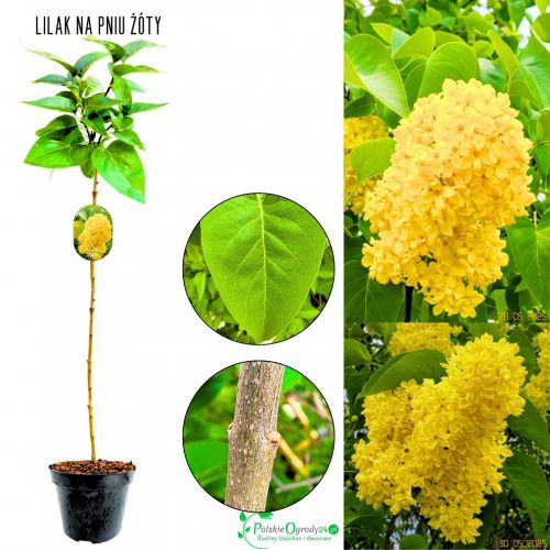 Lilak Żółty rzadko spotykana odmiana NA PNIU 50-90 cm