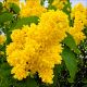 Lilak Primrose jasne kwiatostany NA PNIU 50-90 cm