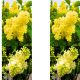 Lilak Primrose jasne kwiatostany NA PNIU 50-90 cm