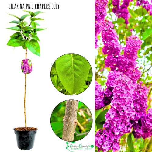 Lilak Charles Joly purpurowe kwiaty NA PNIU 50-90 cm
