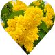 Lilak Primrose jasne kwiatostany NA PNIU 50-90 cm