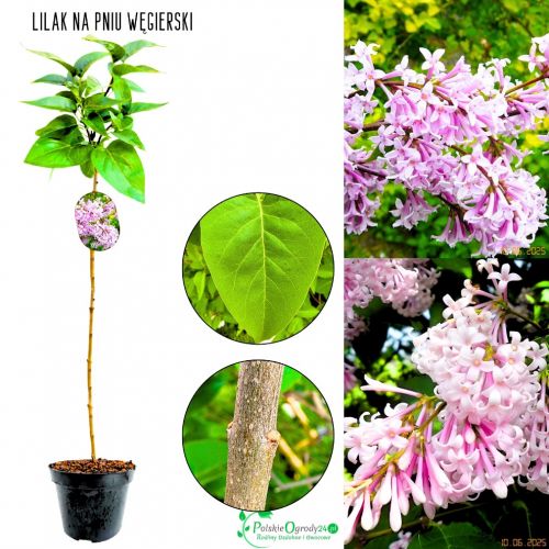 Lilak Węgierski ciemnofioletowe kwiaty NA PNIU 50-90 cm