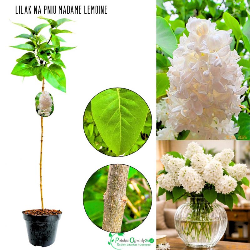 Lilak Madame Lemoine śnieżnobiałe kwiaty NA PNIU 50-90 cm
